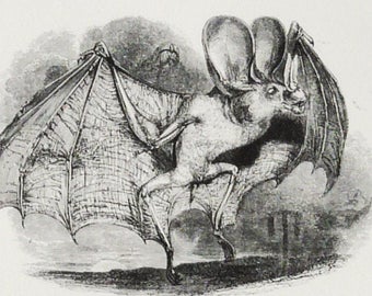 la convinzione dell’esistenza dei&nbsp;vampiri