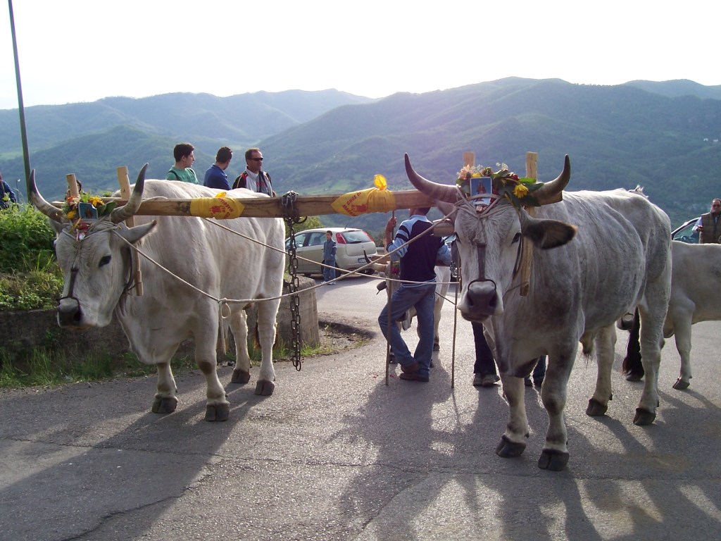 La Tradizione del “Maggio” e le divinità vegetazionali in&nbsp;Basilicata