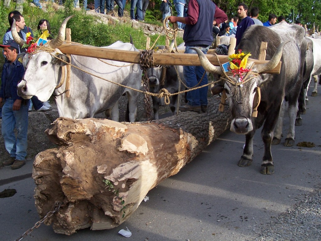 Rituali Agrari in Basilicata: Il Contemaggio e la “Verde Oliva” negli stornelli&nbsp;popolari