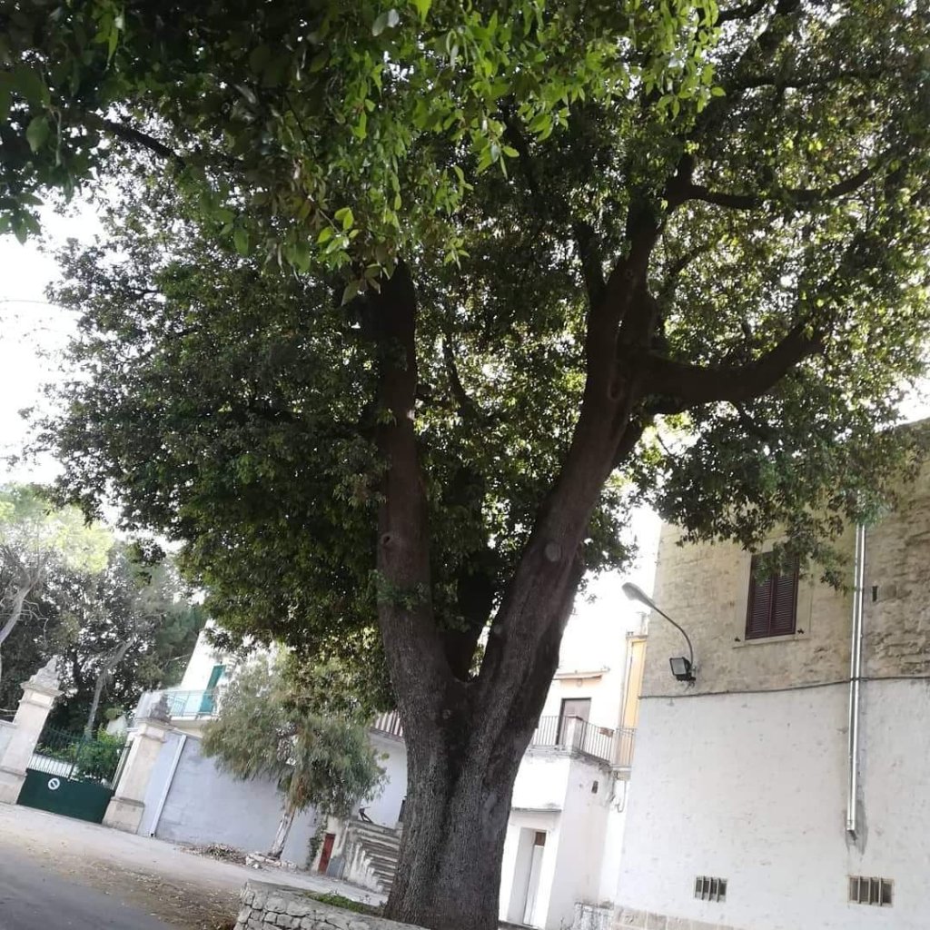 Alla scoperta dei Giganti Verdi di Quasano: un trekking tra l’Albero della Bugia e la Quercia La&nbsp;Gloria